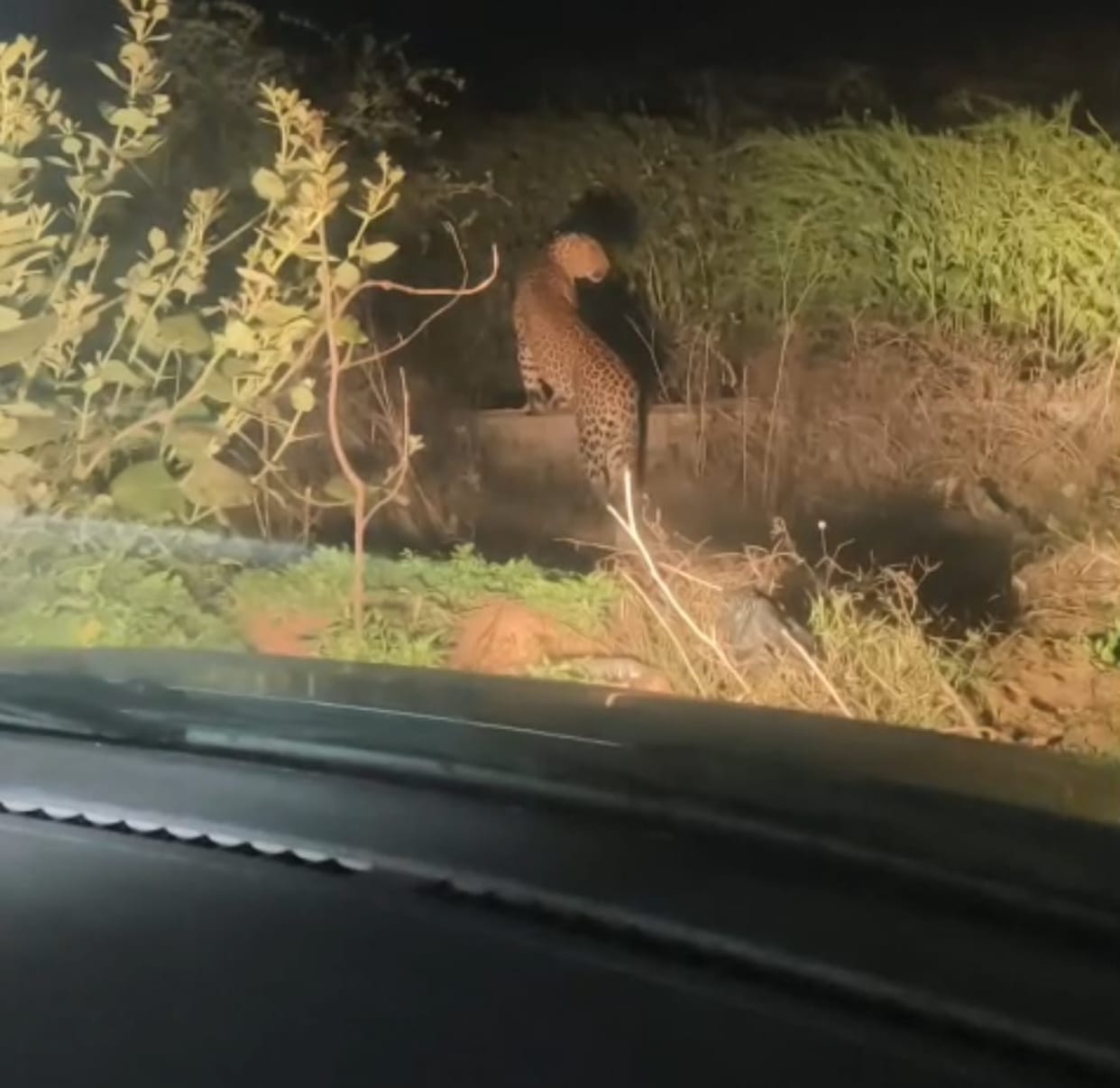 Leopard spotted again in Datal village, villagers panicked