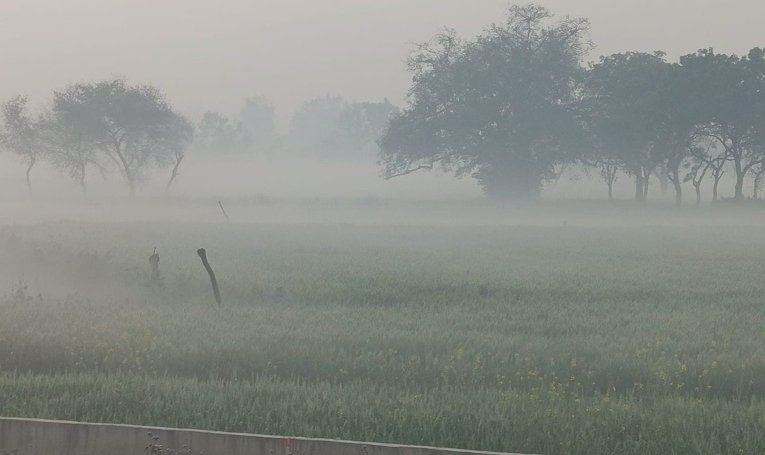 Meerut Weather Today: Unique form of weather, fog seen in the morning in March, know forecast for two days