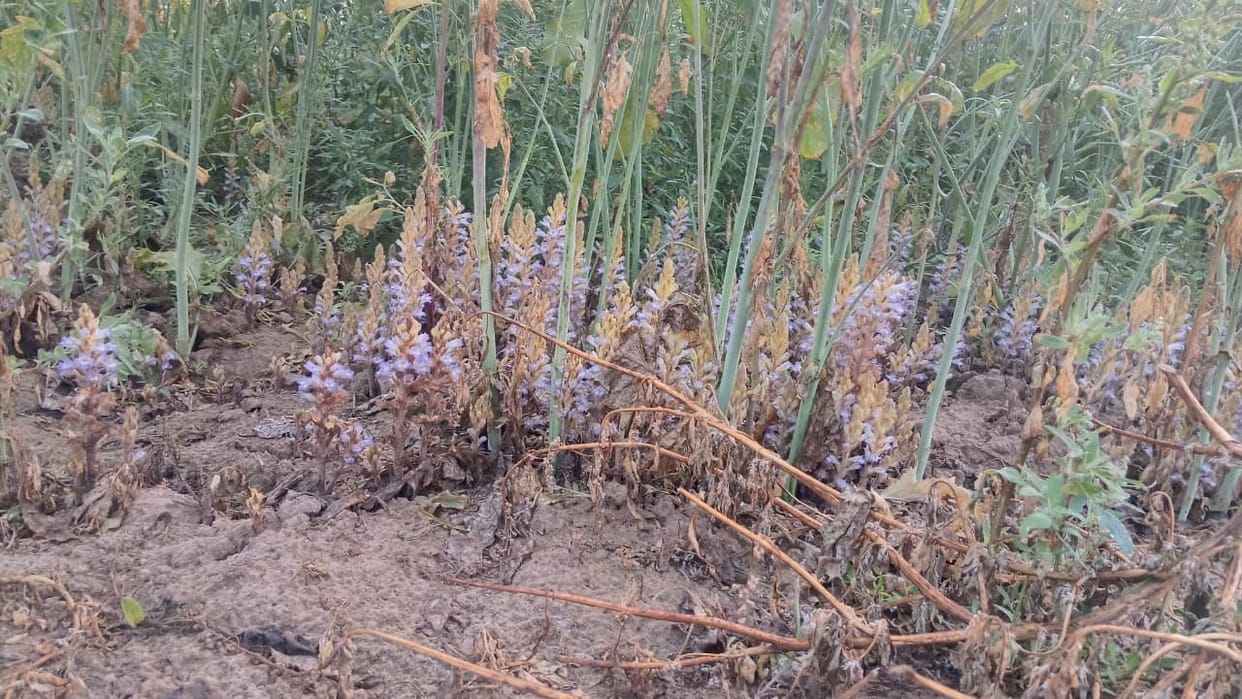 Margosa grows in mustard crop, chances of decline in Margosa grows in mustard crop, chances of decline in yieldyield