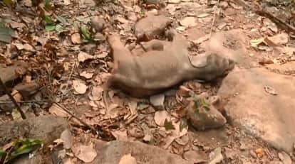 Death of female elephant cub in Raigarh