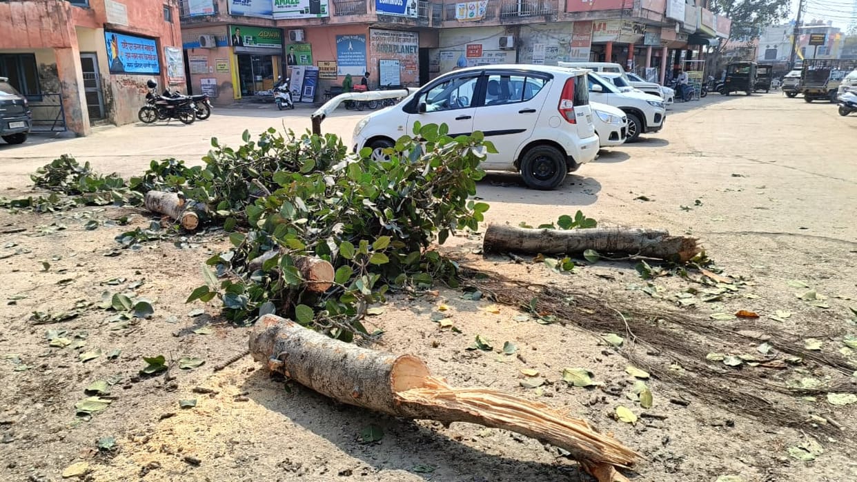 Councillors angry over cutting down decades-old banyan tree, demand legal action