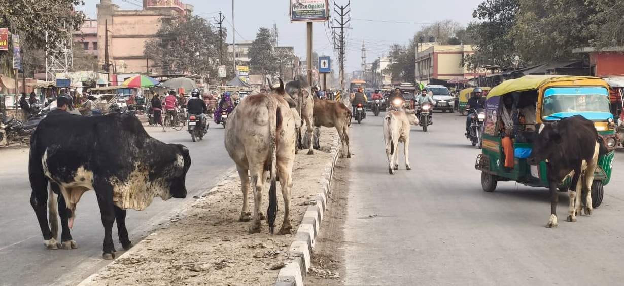 Stray animals terrorize the town, becoming a menace for pedestrians