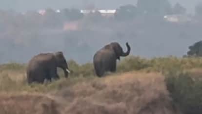 25 villages plunge into darkness, two days of power outage due to elephant attacks