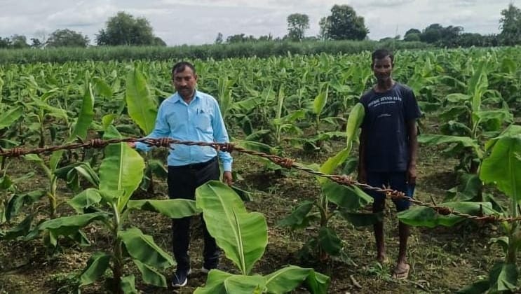 Tissue culture can produce 750 quintals of bananas per hectare