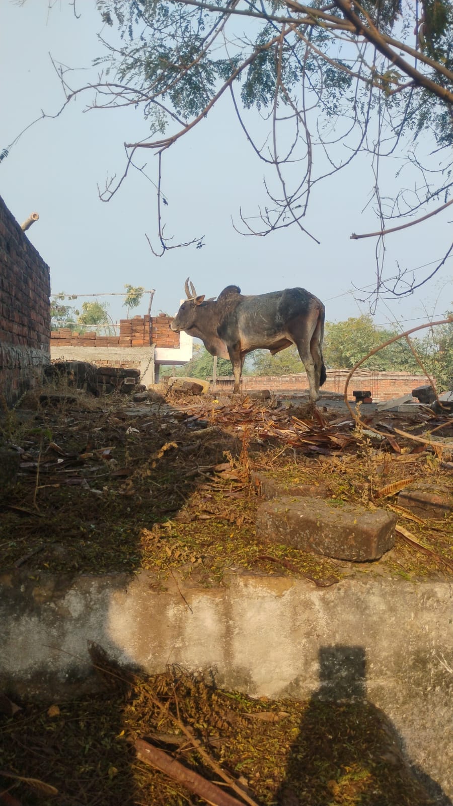 A bull climbed onto the roof and the struggle to get it down continued throughout the night