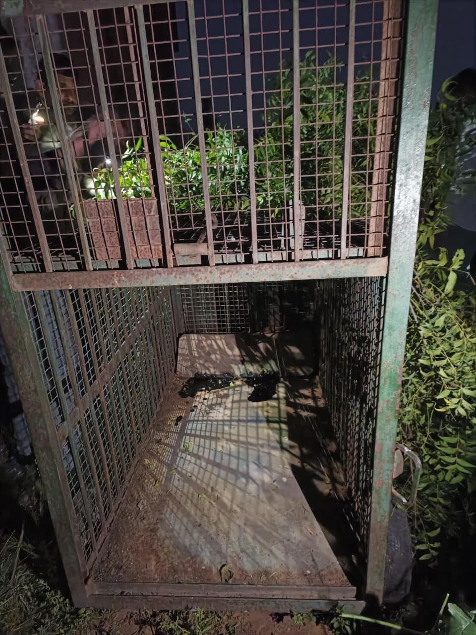 Leopard terror in Datal, farmers afraid to go to the fields alone