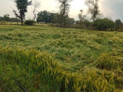 Weather took a turn in Tikamgarh, rain and strong winds caused damage to crops.tikamgarh news