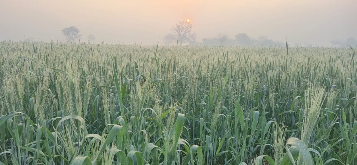 Temperatures rose in the last week of February, reaching 27 degrees.