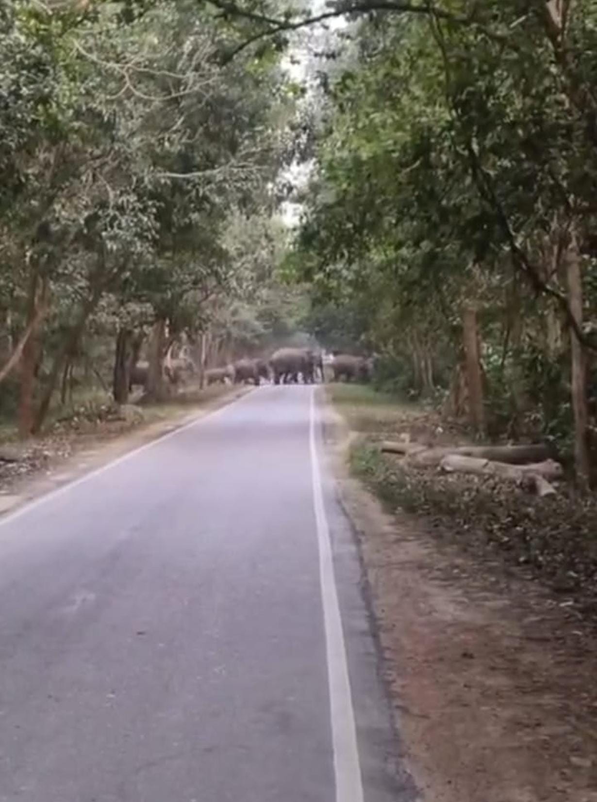 A herd of elephants was seen crossing the road in Katarniaghat.