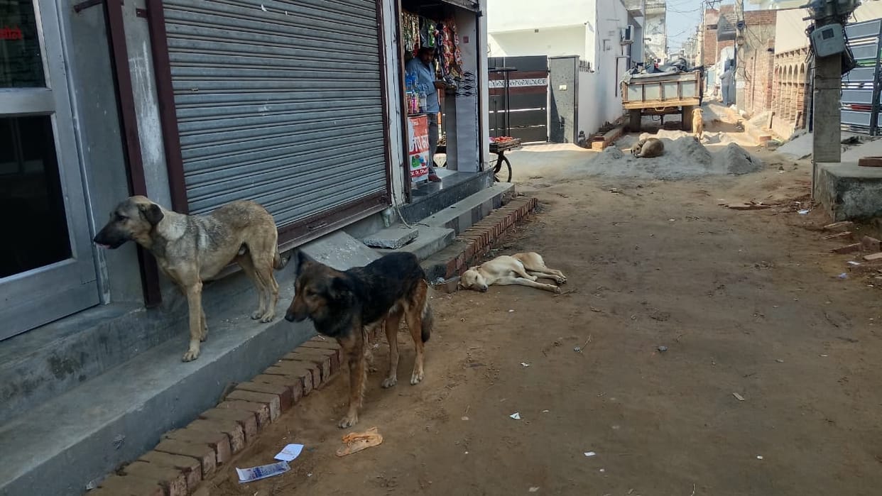 Stray dogs create havoc in the streets of Bighad Road, complaint lodged with the Deputy Commissioner