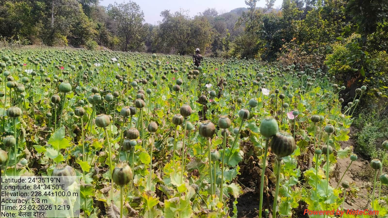 अफीम की खेती व नष्ट करने में लगी संयुक्त टीम