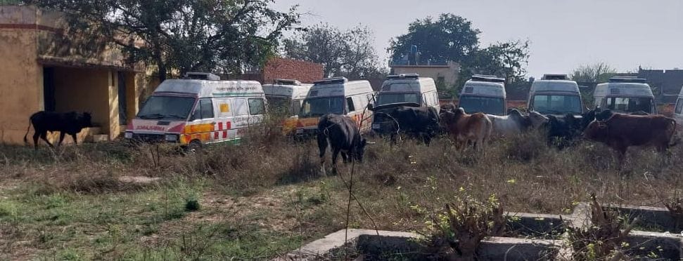 More than 12 bulls entered the PHC