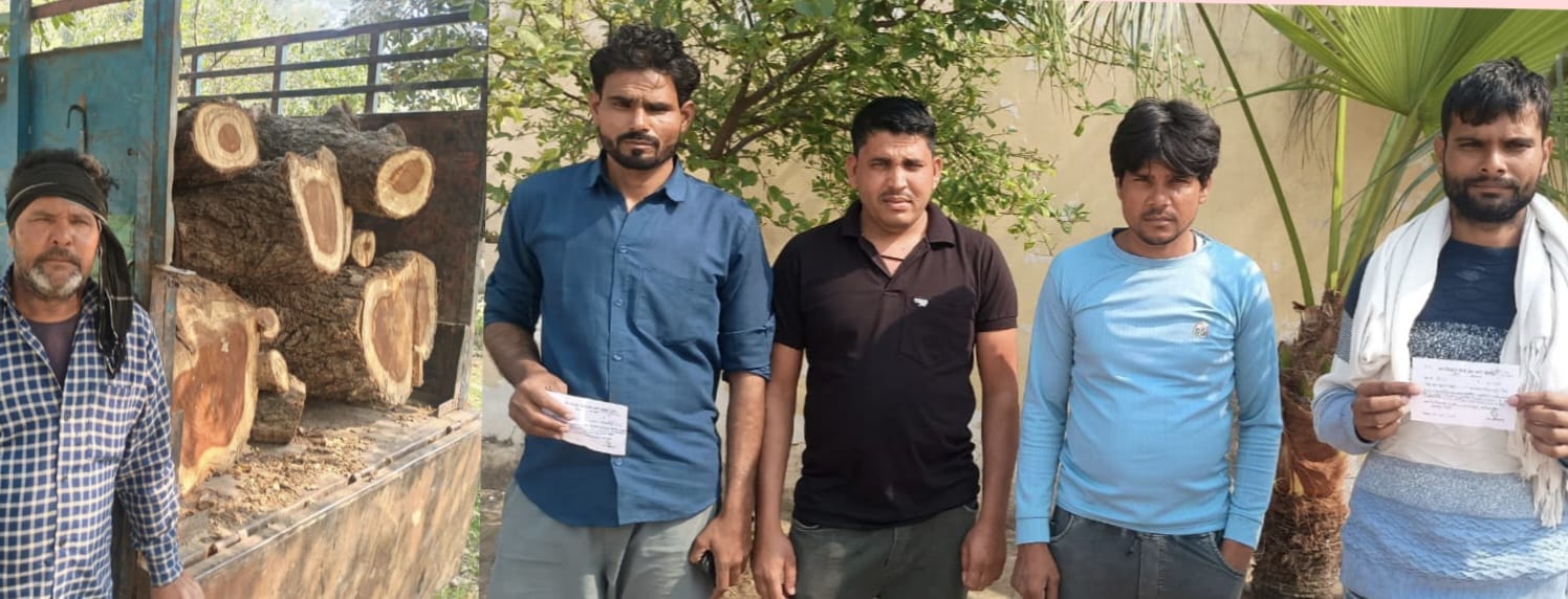 A gang involved in felling Sheesham trees was fined Rs 3.10 lakh.