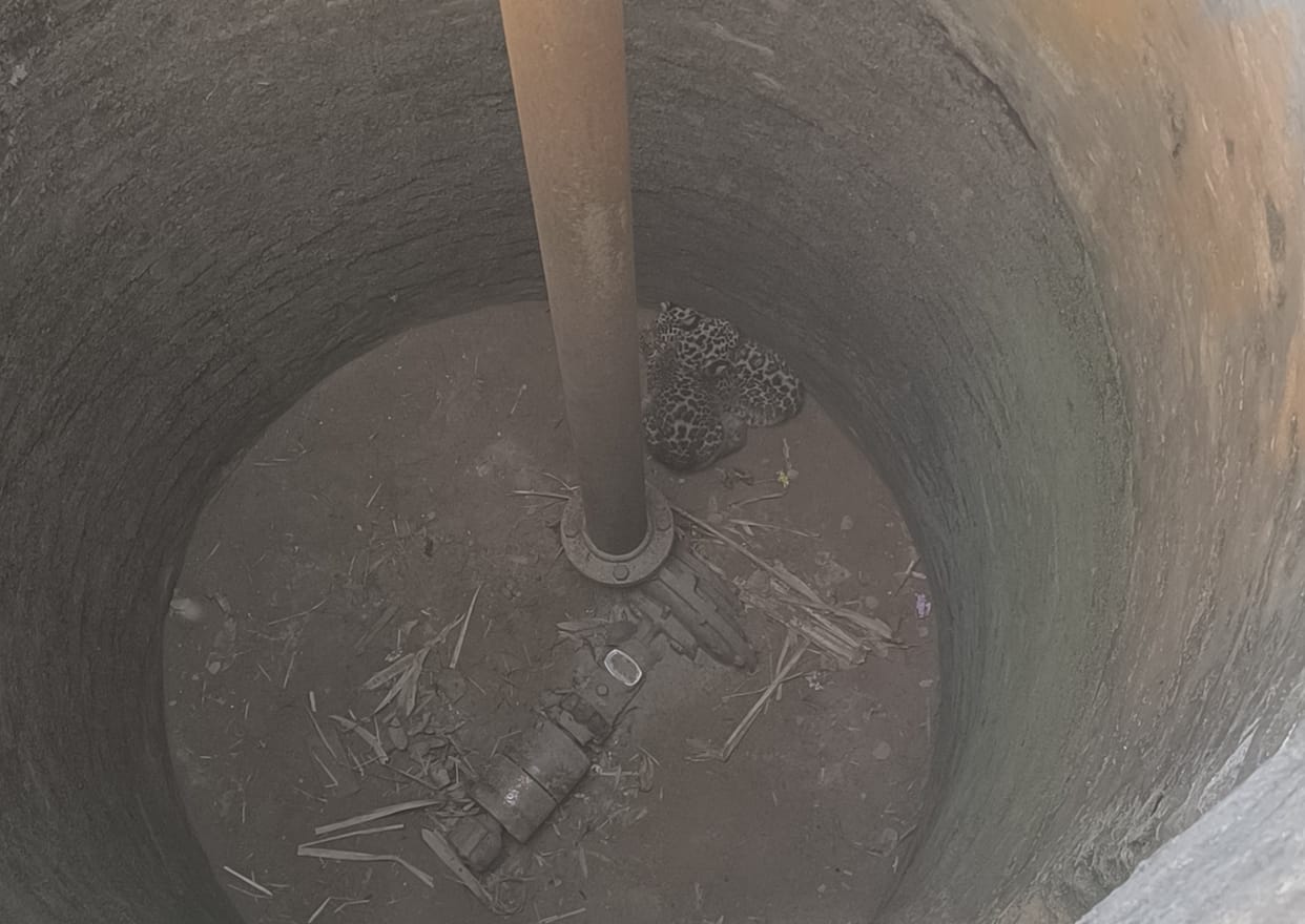 Two leopard cubs found in a well in the forest of village Ahraula