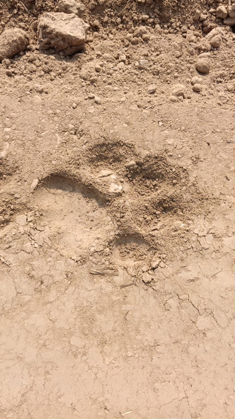 फोटो 26: जलालपुर गांव में मिले तेंदुए के पगचिह्न। संवाद