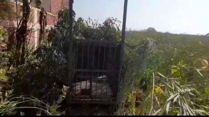 फोटो नंबर- 26गांव दताल में तेंदुए को पकड़ने के लिए लगाया गया पिंजरा। स्रोत- ग्रामीण