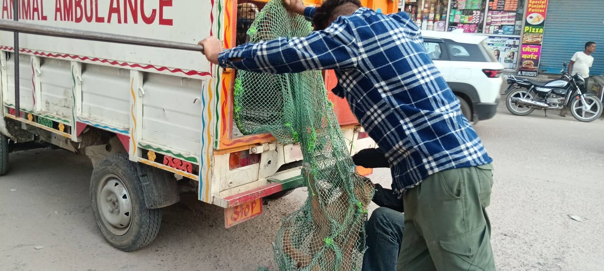 Dog catching operation launched
