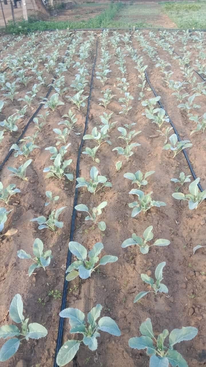 972 farmers in the district are adopting micro-irrigation, saving up to 70 percent water