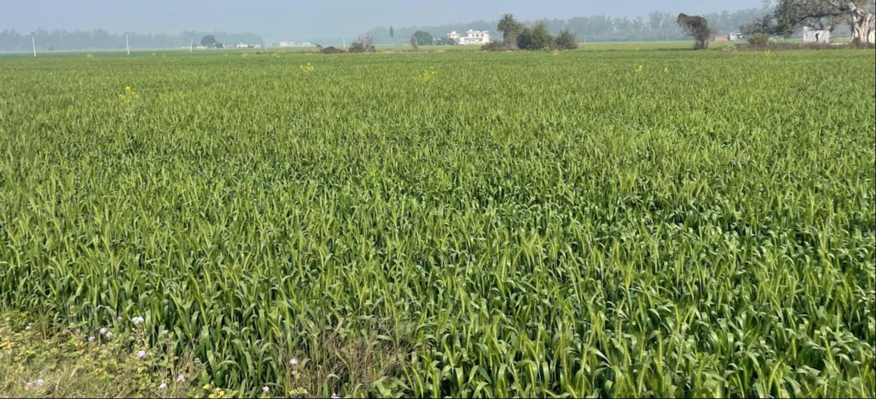 The rising heat is likely to have an adverse effect on the wheat crop.