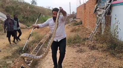 Eight feet long python rescued in Kartala in Korba