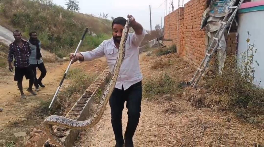 छप्पर पर दिखा विशाल अजगर