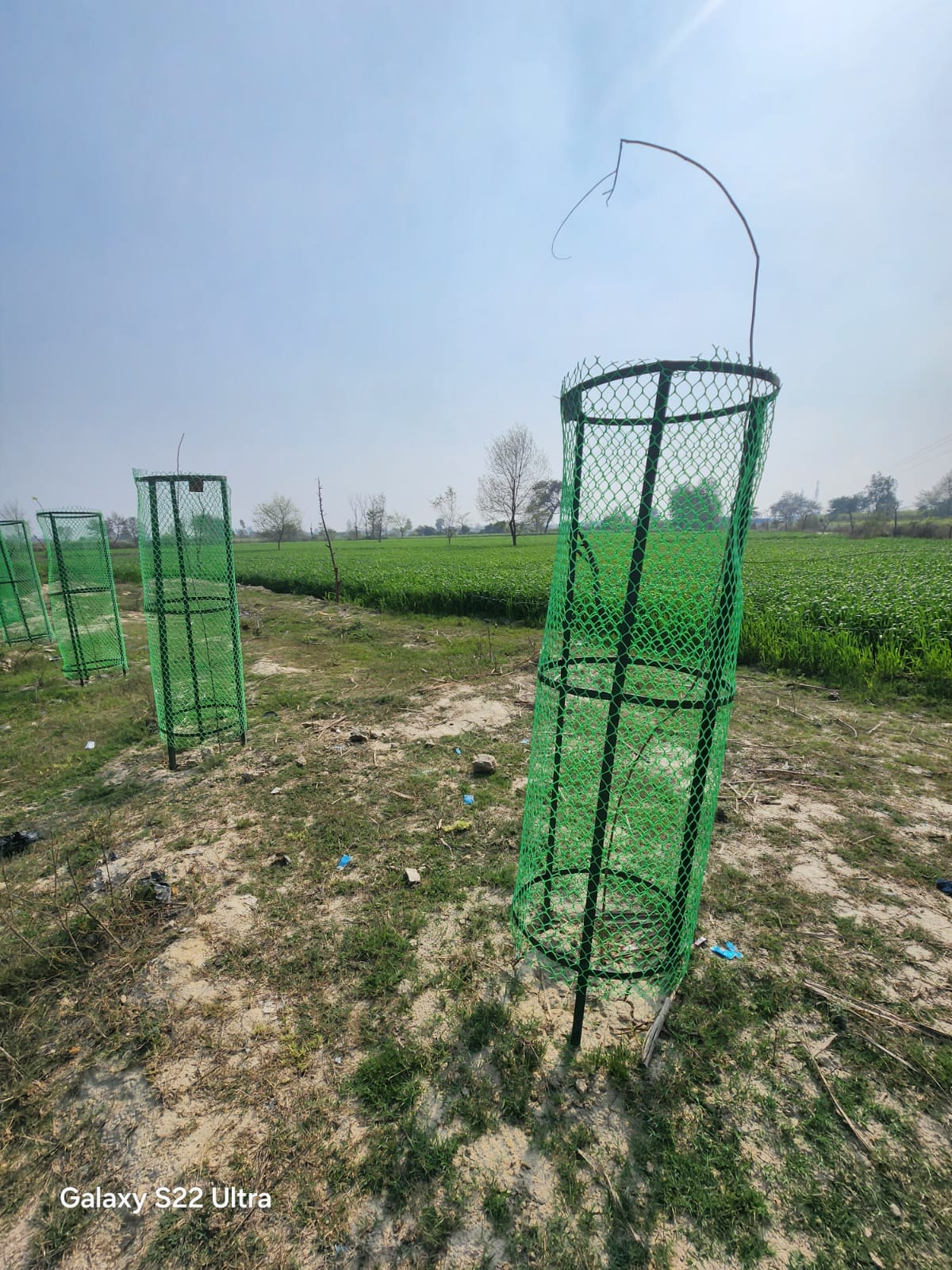 The reality of greenery... tree-guards broken, plants dry