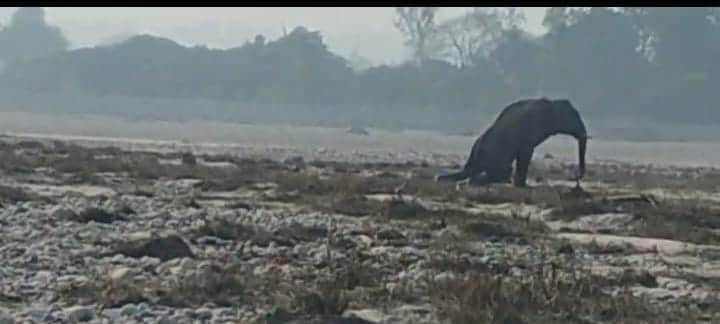 राजाजी टाइगर रिजर्व के गौहरी रेंज क्षेत्र में घायल अवस्था में घूम रहा हाथी। स्रोत वीडियो ग्रैब।