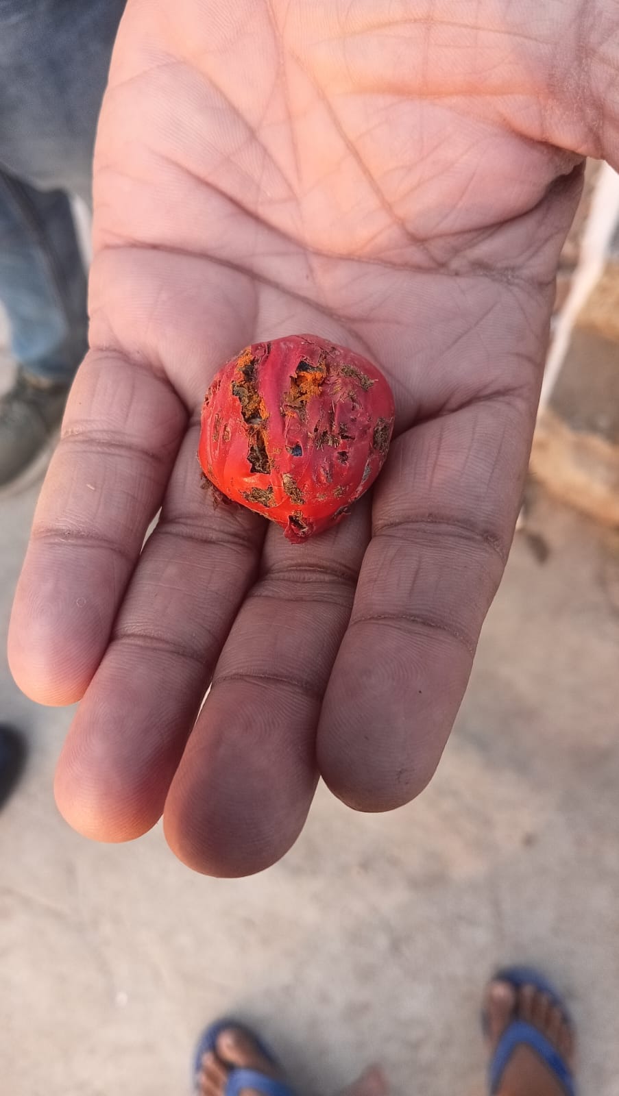 E-rickshaw driver injured, dog dies after firecracker explodes, three cotton bombs recovered