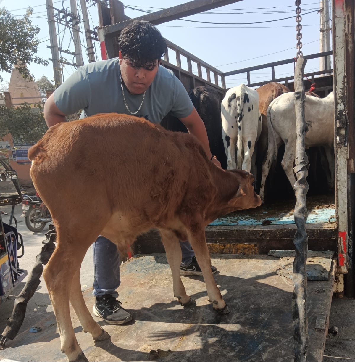 The city council caught 650 stray animals in a month.