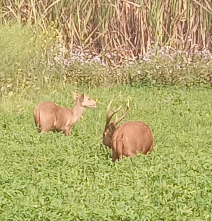 The villagers gathered to see the deer and antelope roaming in the fields of Sherpur