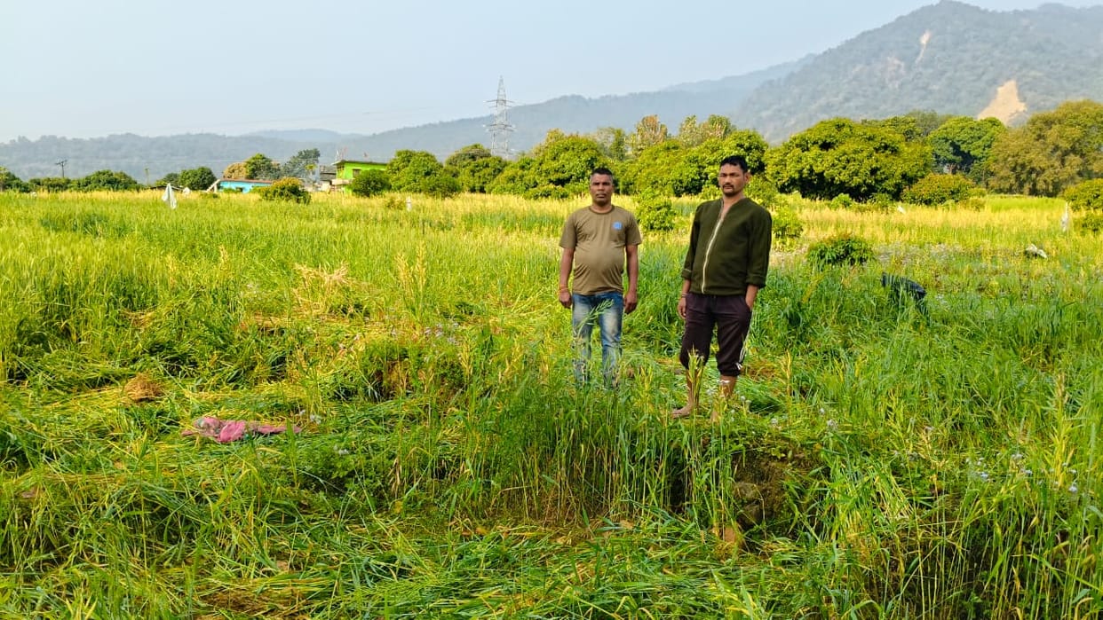 Elephant tramples wheat crop in Bastiya, villagers spend the night awake