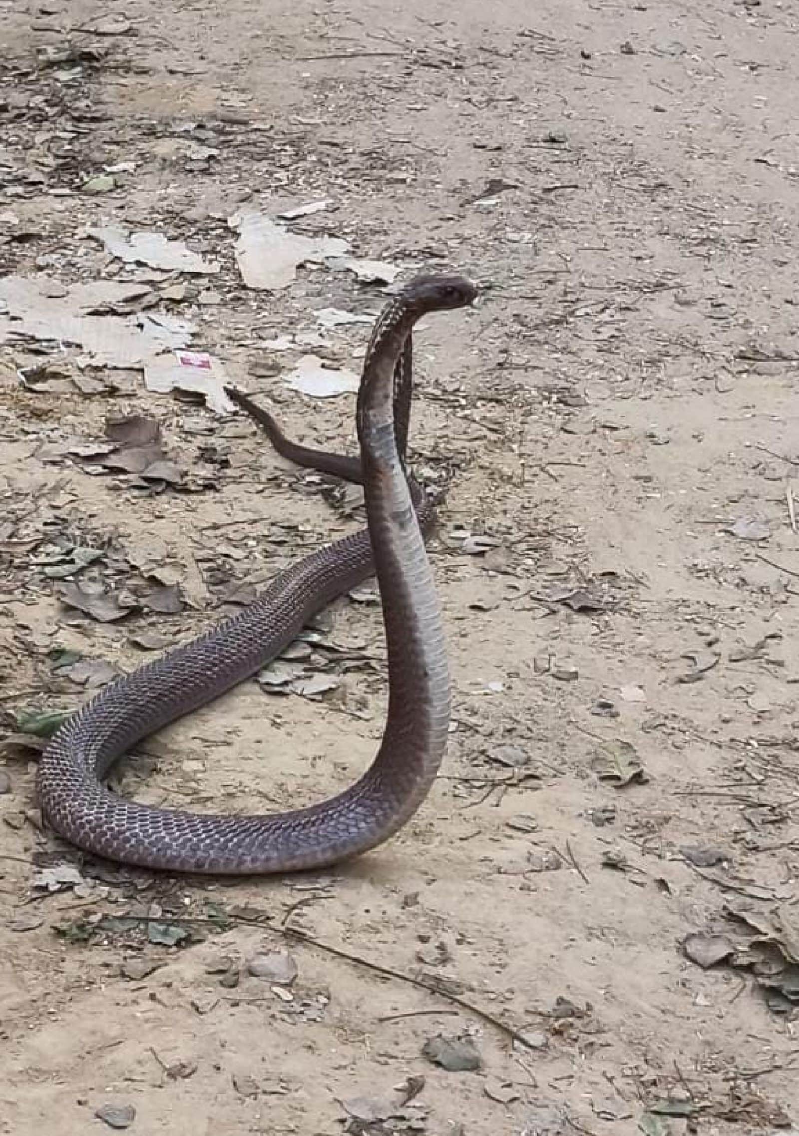 एआरटीओ कार्यालय में निकला कोबरा सांव व अन्य। संवाद