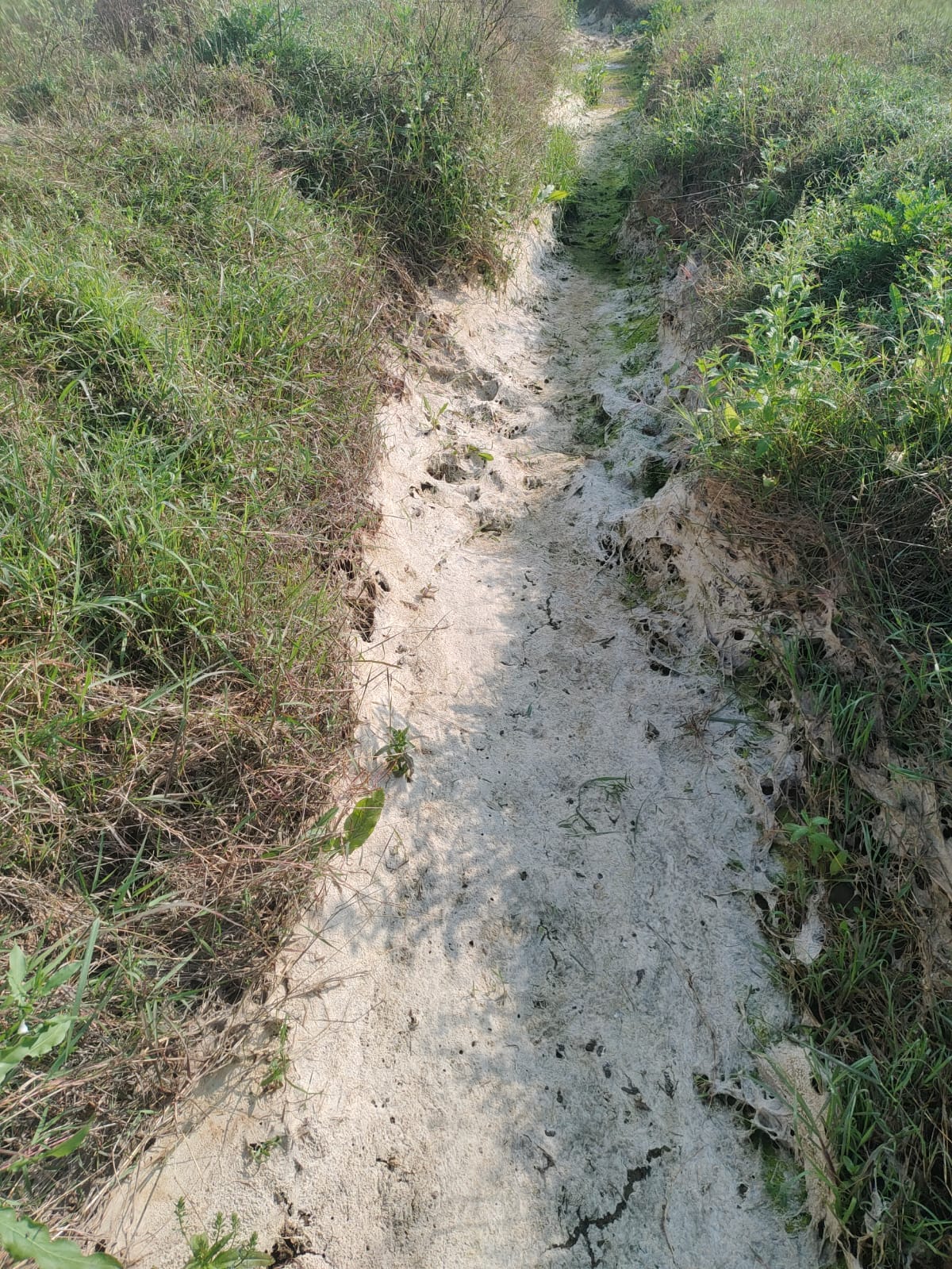 Wheat crisis: Canal dries up, 200 farmers suffer