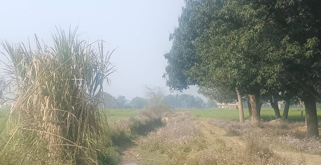 The canals are dry, the wheat crop awaits its final irrigation.