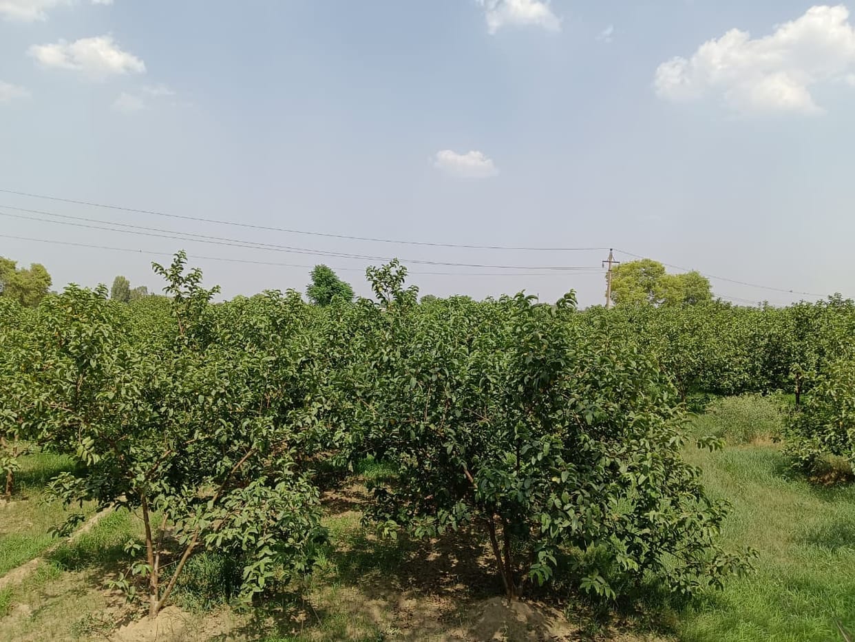 Up to 70 percent subsidy will be given on gardening, target is to plant new gardens