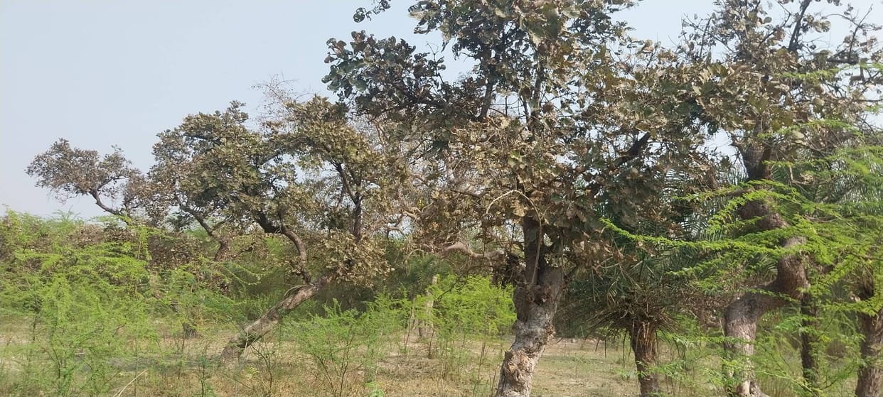The Palash forest is deserted in Falgun, and the Tesu flowers won't bloom until Holi.