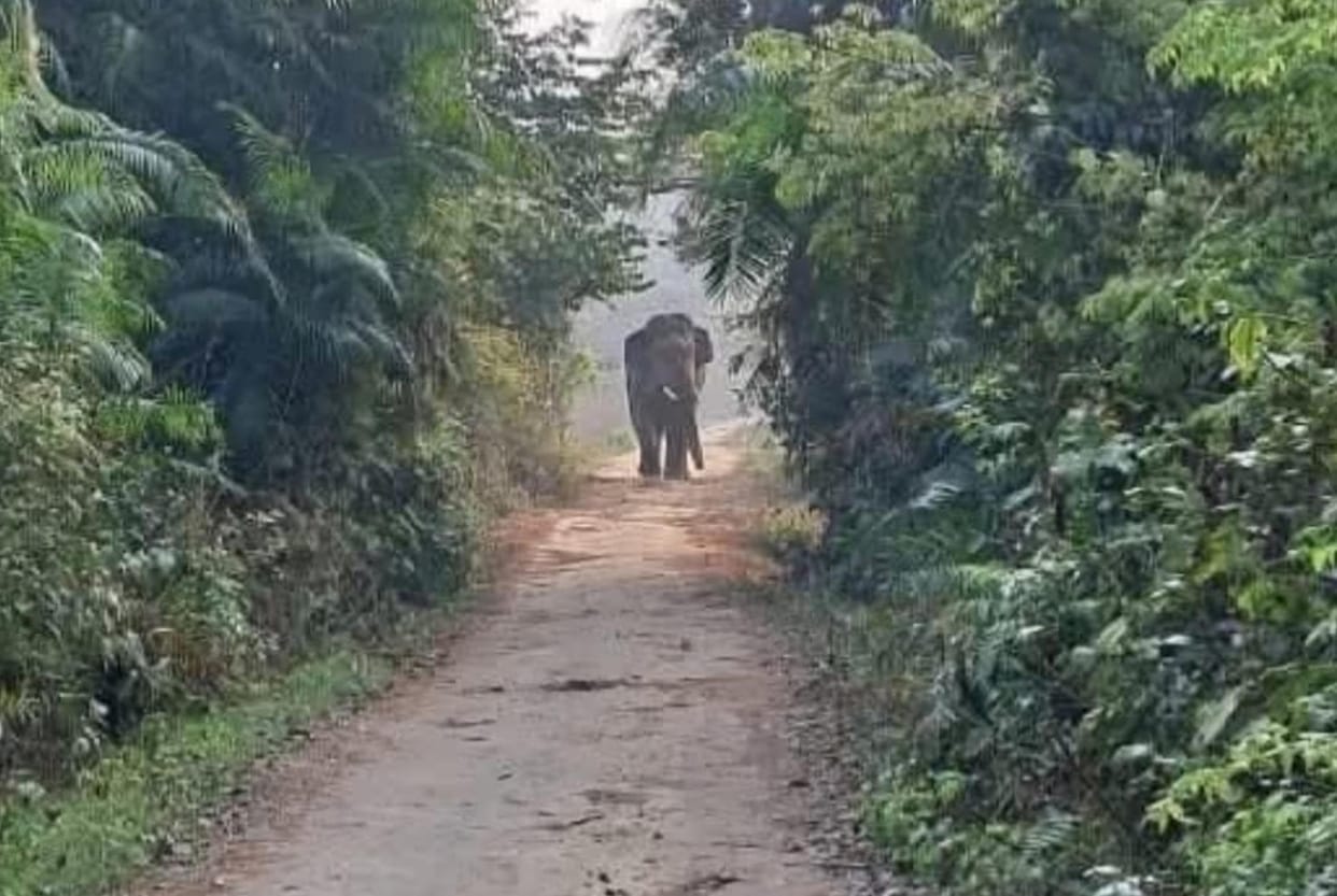 The Bichhiya-Sujauli road remained closed for one and a half hours due to the havoc caused by elephants.