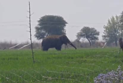 villagers panic due to wild elephant menace, loss of livestock and crops, rohtas bihar news