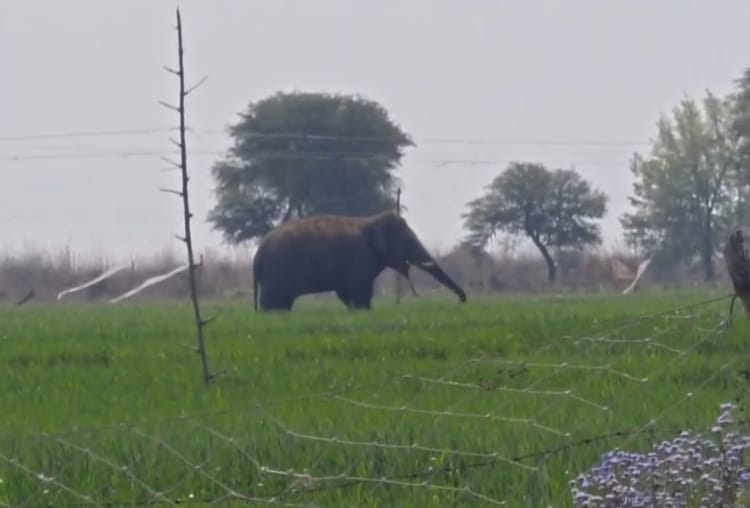 Bihar News: जंगली हाथी का आतंक, सोन तटीय इलाकों में मवेशियों और फसलों को भारी नुकसान; ग्रामीणों में दहशत