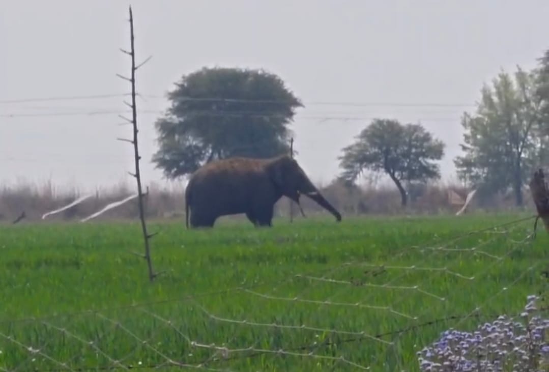 villagers panic due to wild elephant menace, loss of livestock and crops, rohtas bihar news