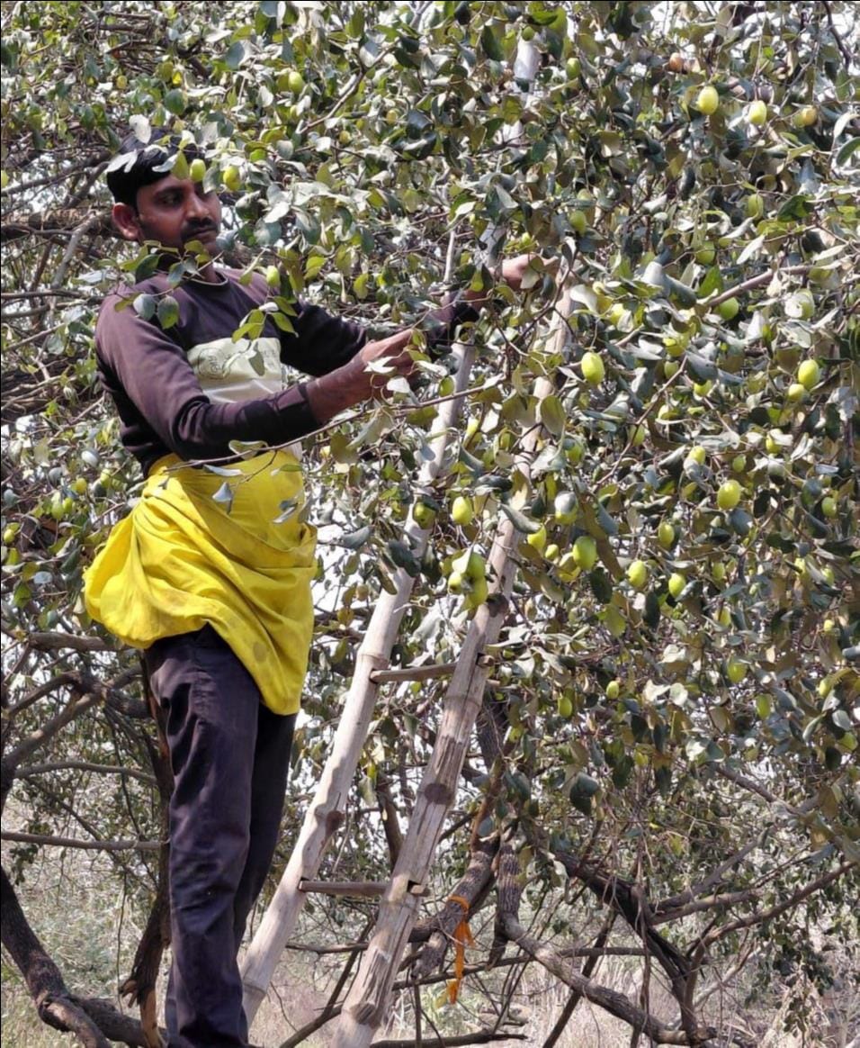 Purvanchal's famous 'Gaura Wali Plum' is dying, government neglect and drought have taken away its sweetness.