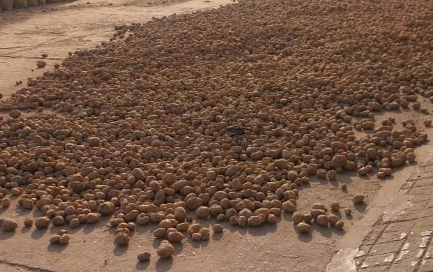 So far, 3.83 lakh quintals of potatoes have been procured.