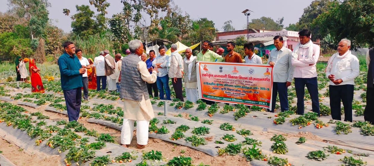 Information given about cultivation of strawberry, dragon fruit and onion