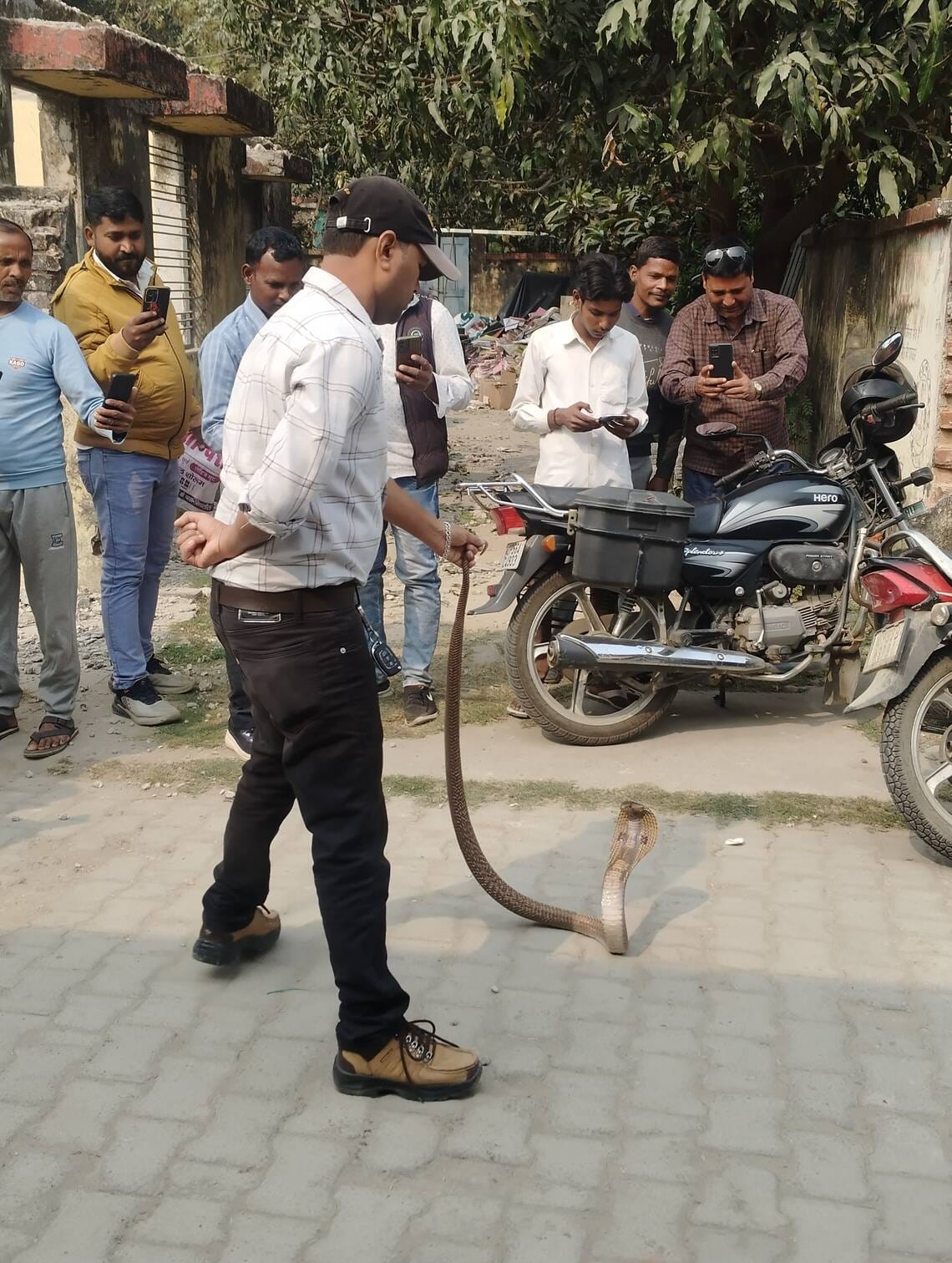 Cobra found in BDO's residence, panic ensues