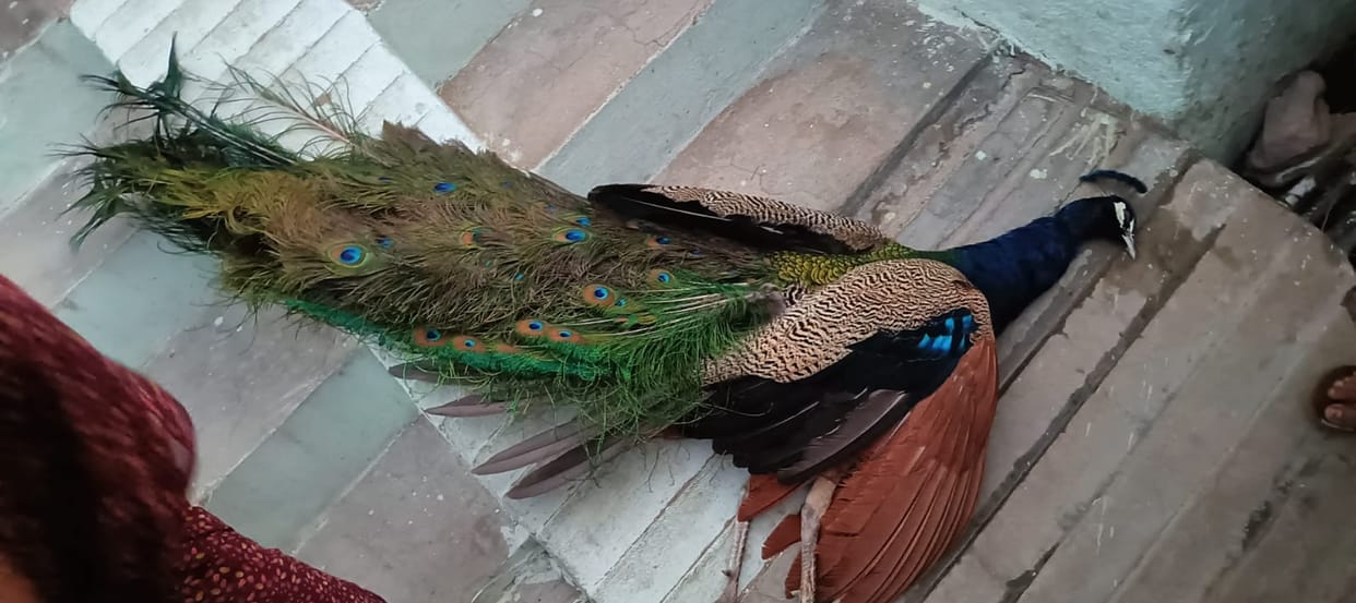 Peacock dies due to electric shock