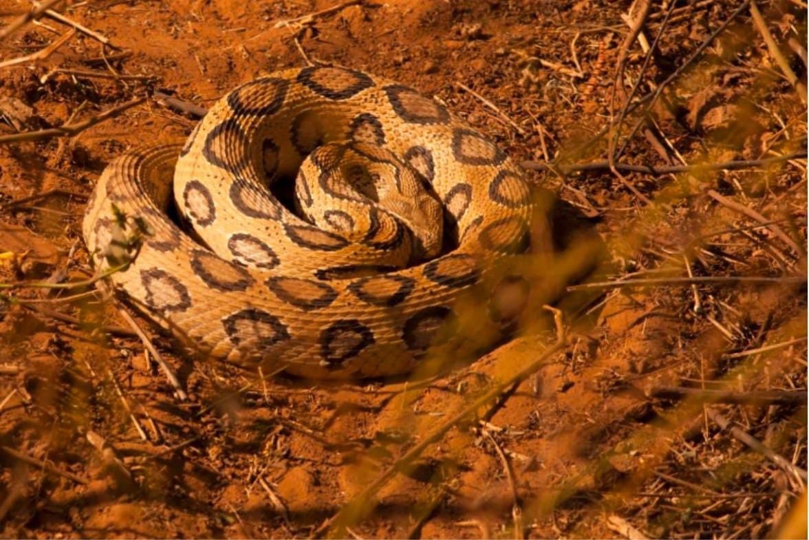 Three Russell Vipers rescued from hiding in a forest