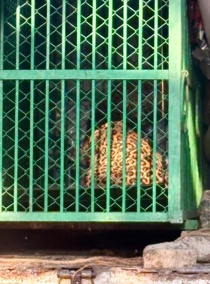 Ghaziabad News: दहशत में गुजरे नौ घंटे, तेंदुए के पकड़ने जाने पर ली राहत की सांस Nine hours passed in terror, relief was felt when the leopard was captured