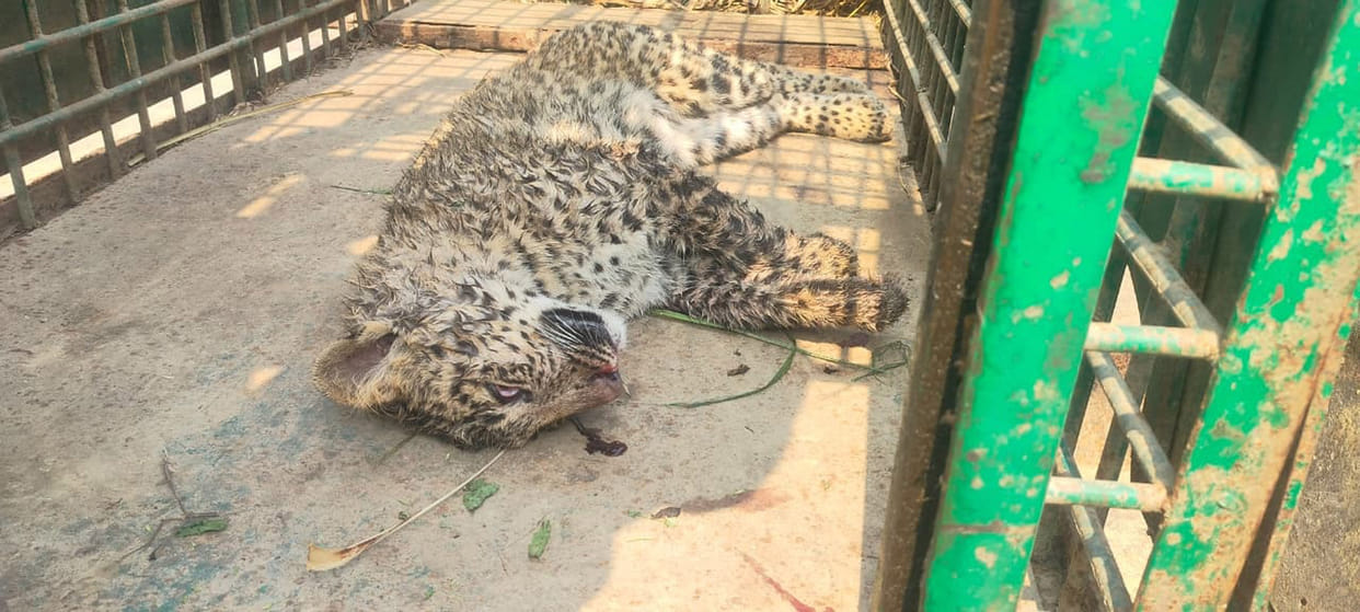 hhffh hLeopard trapped in a safe net, found dead on reaching the range office