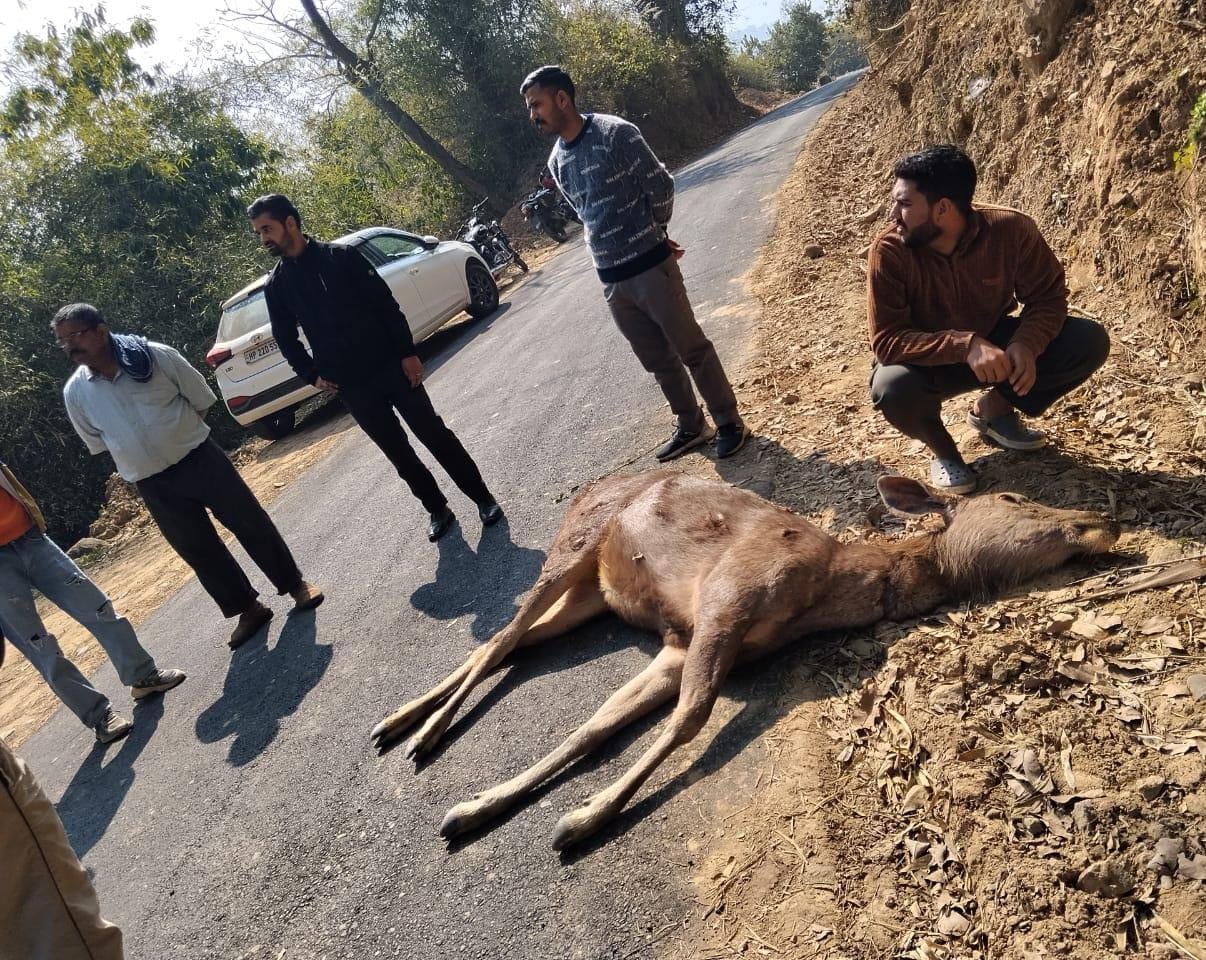 Sambhar was shot at Kakaru Ghat in Dharadsani