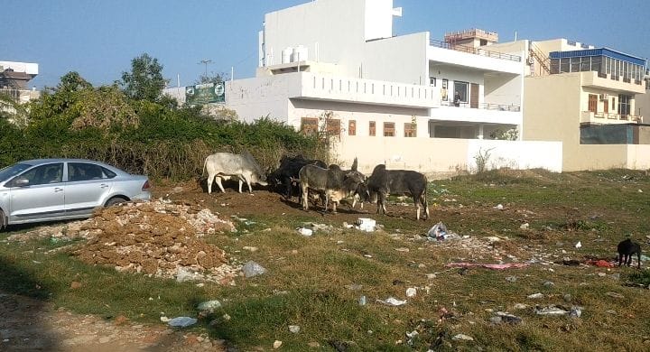 Stray animals occupy the roads, endangering public safety